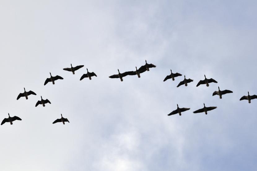 A skene of Greylag geese (Anser anser) flying overhead