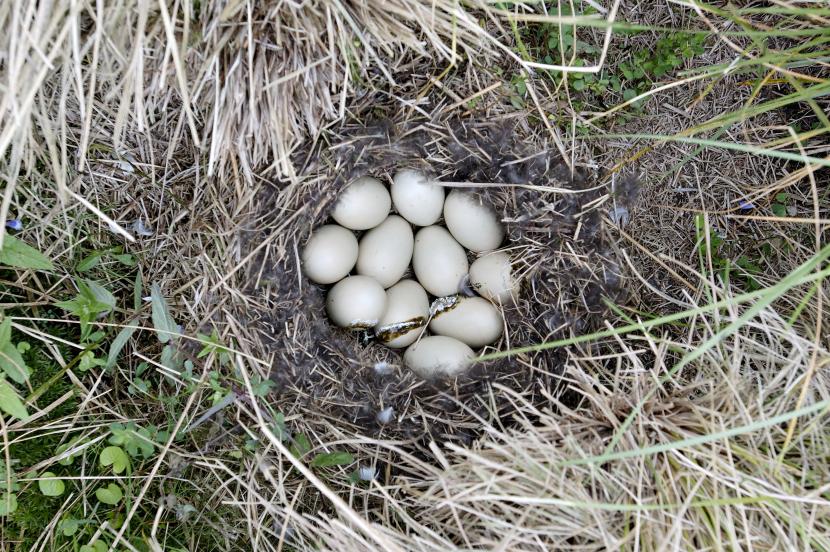 Tufted duck nest, Loch Leven NNR. 