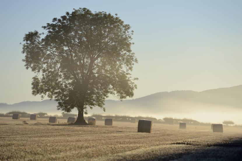 Autumnal mist, blanketing farmland at Wolfhill, Perthshire. October 2015.