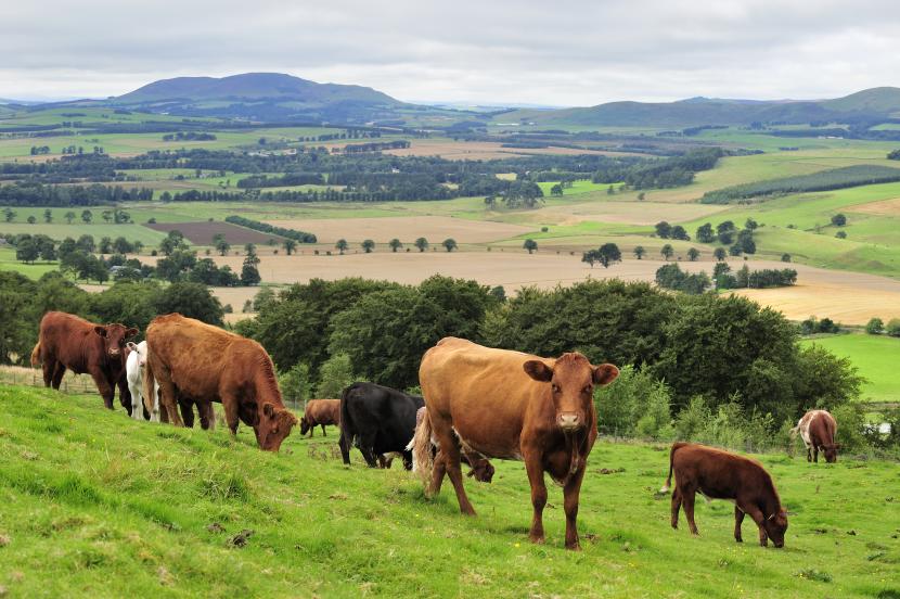 Organic cows and calves at Whitmuir Organic farm near Peebles. 