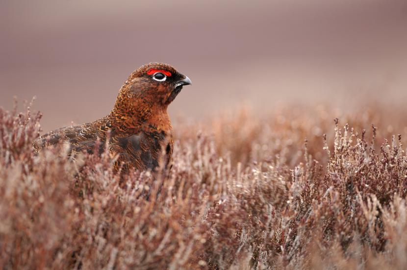 Red Grouse (lagopus lagopus scoticus) resting in heather moorland.