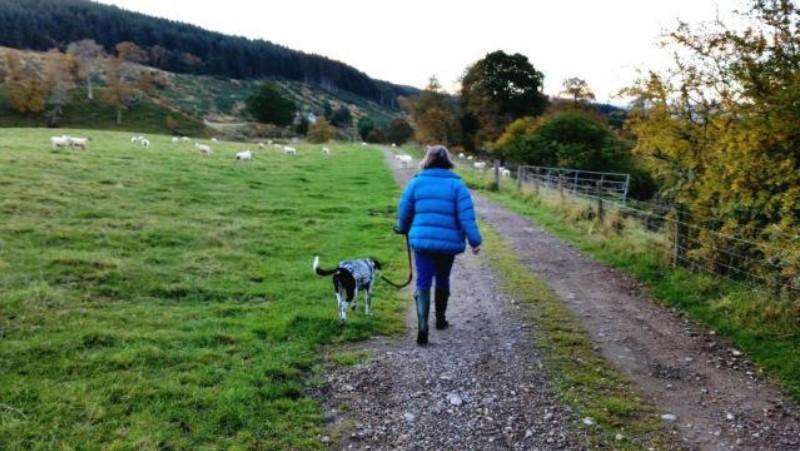 Dog on the lead taken by owner through a field of sheep