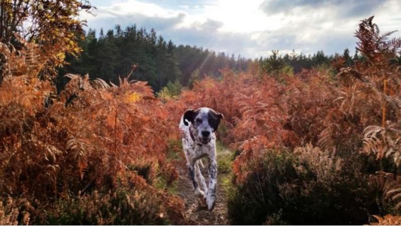 dog running towards us off lead through bracken