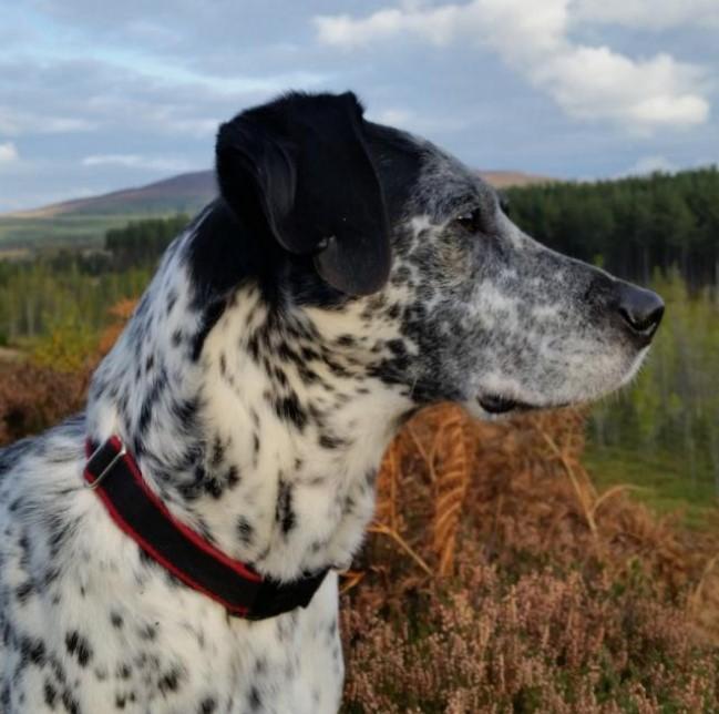 Blue the dog. White dog with black spots out in the open countryside