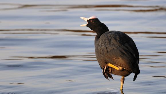 Photo of a coot standing on one leg with its beak open