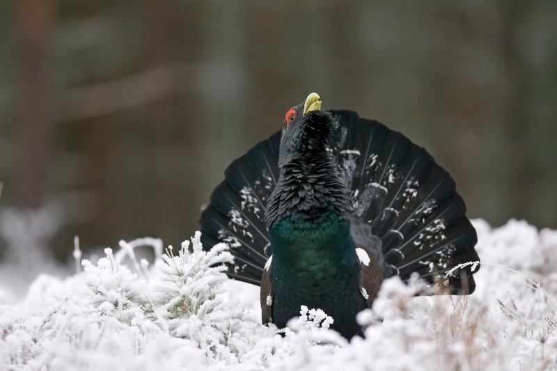 Capercaillie male displaying in winter pine forest. ©Peter Cairns/SNH. For information on reproduction rights contact the Scottish Natural Heritage Image Library on Tel. 01738 444177 or www.nature.scot