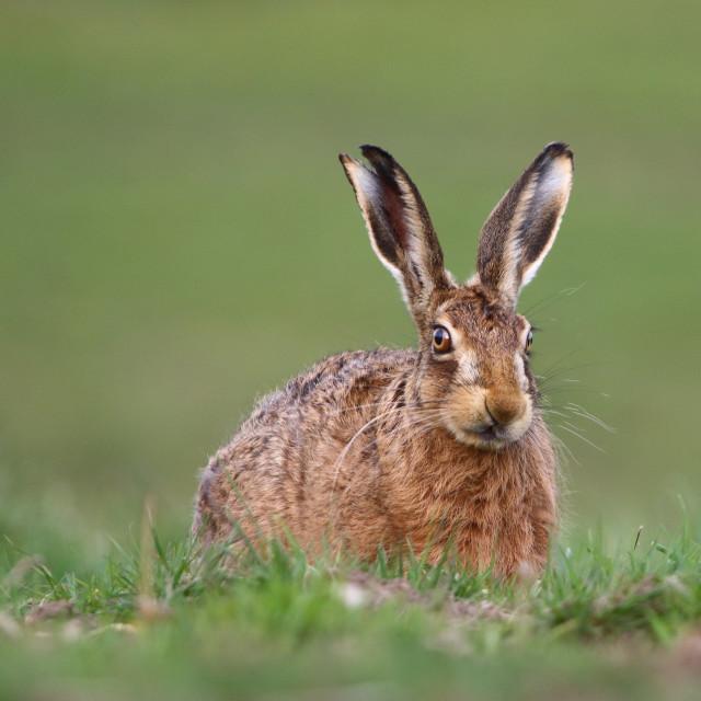 Brown hare. ©Brian Slone/SNH. For information on reproduction rights contact the Scottish Natural Heritage Image Library on Tel. 01738 444177 or www.nature.scot