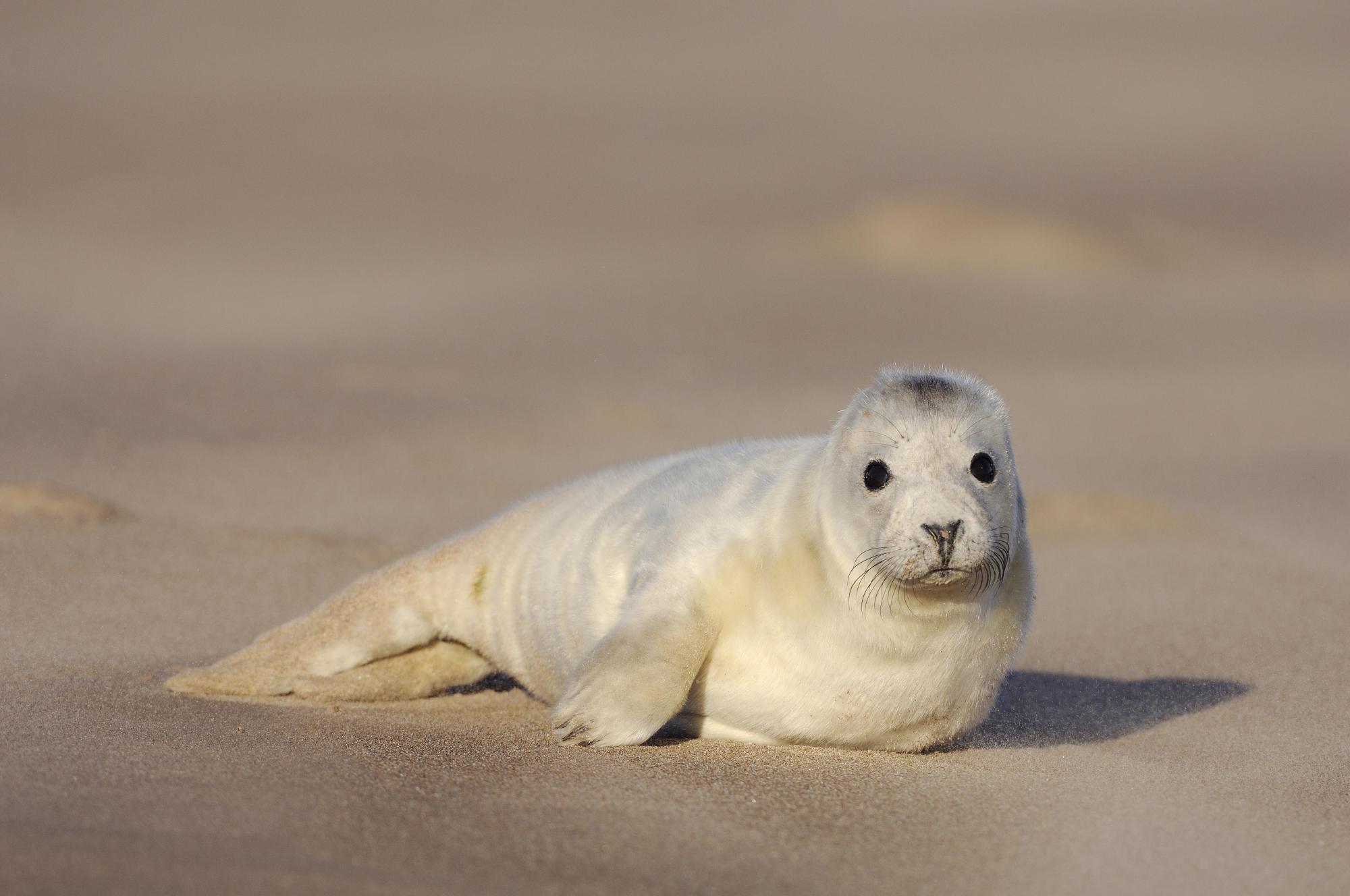 Grey seal pup on sand at Tentsmuir NNR, Forth and Borders Area