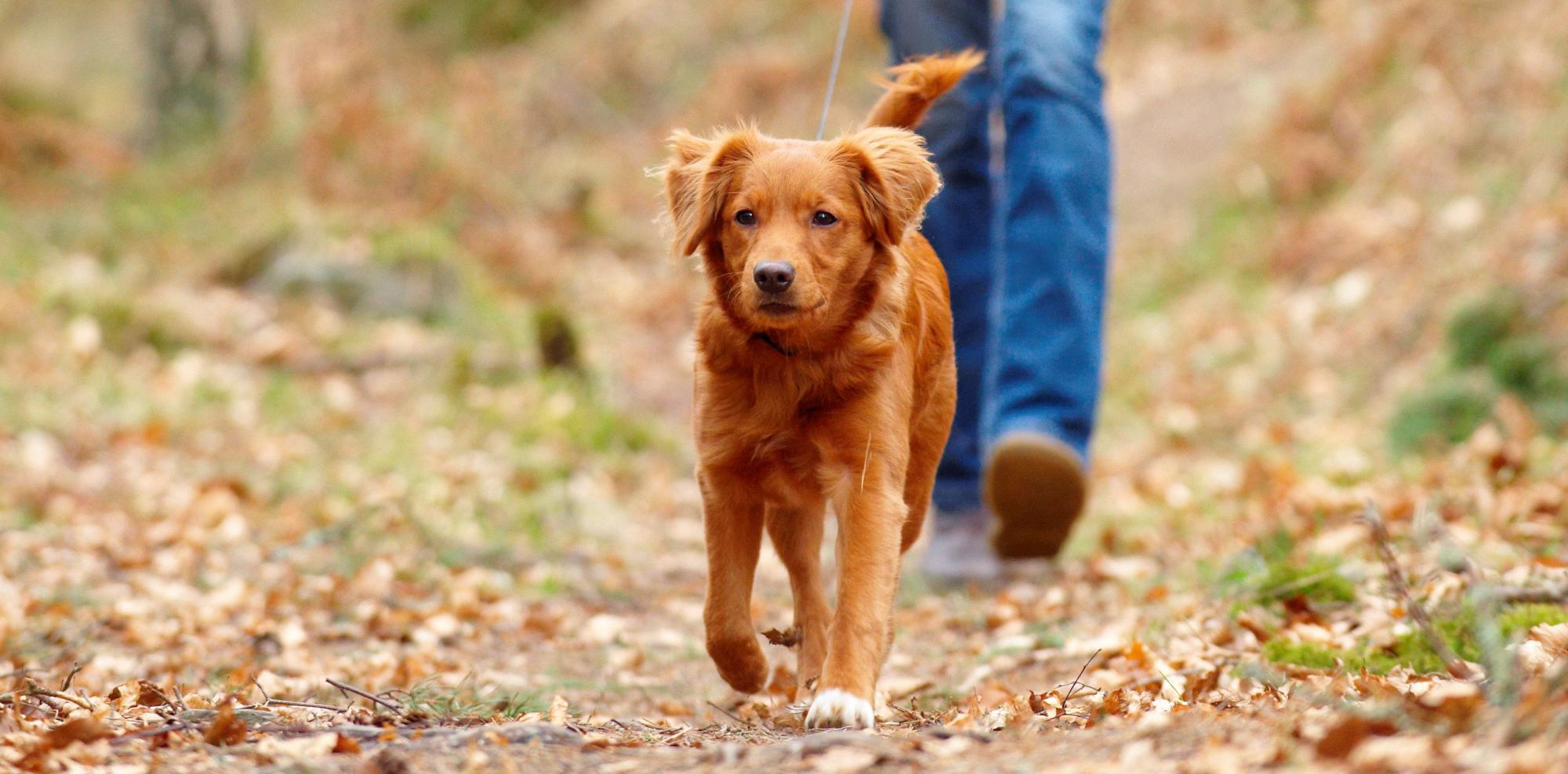 Dog on a walk surrounded by autumnal leaves on the ground.