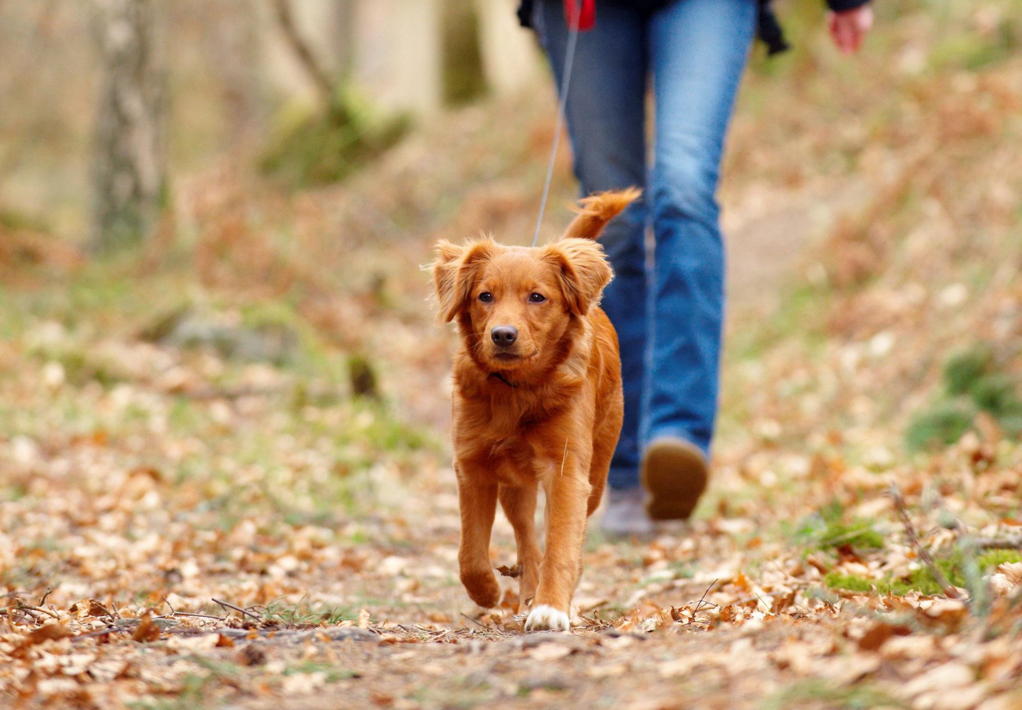 Dog on a walk surrounded by autumnal leaves on the ground.