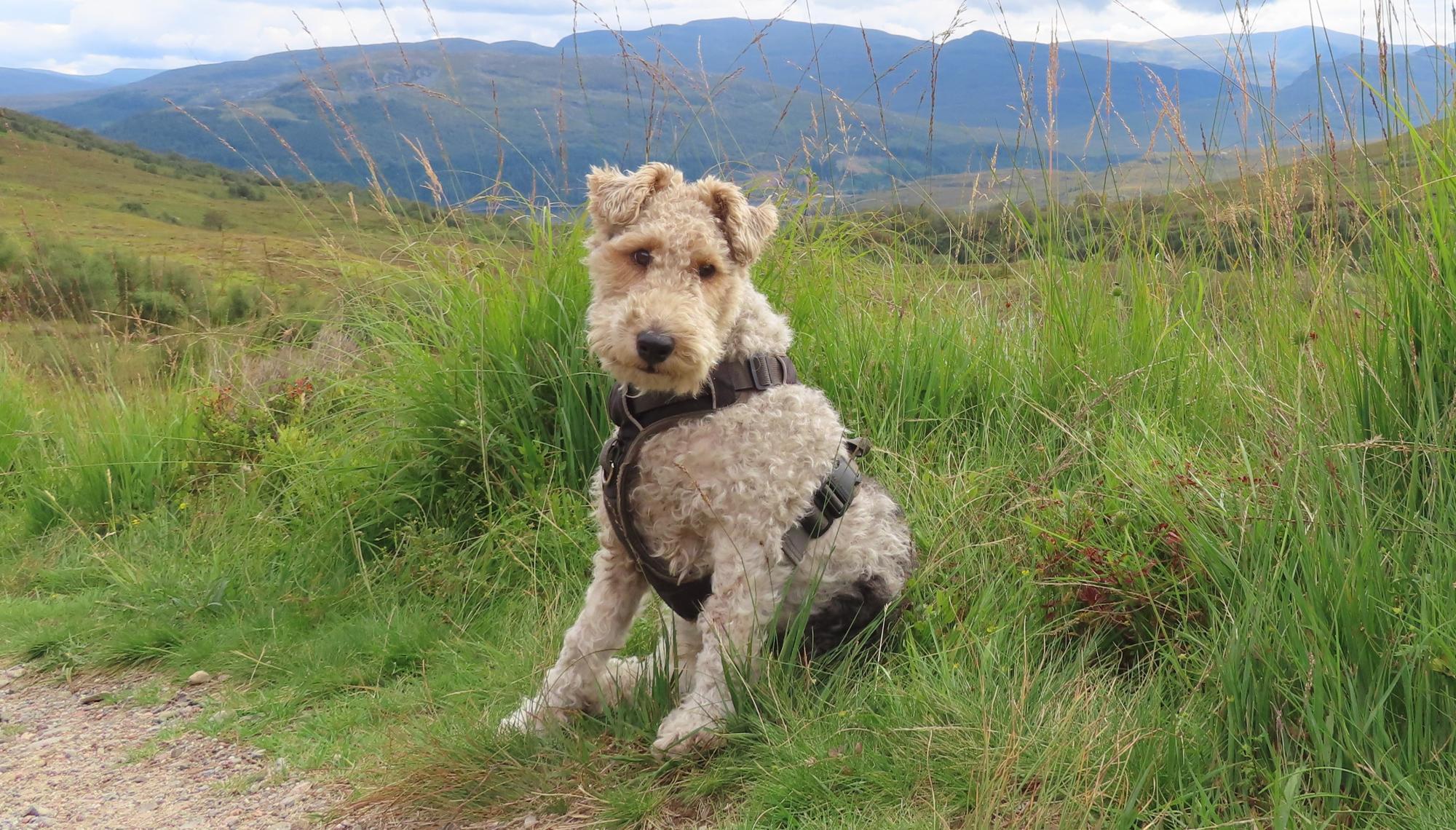 Terrier sitting on grassy patch with hills in the background. 