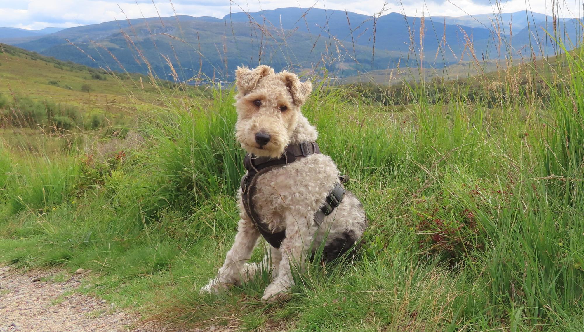 Terrier sitting on grassy patch with hills in the background.