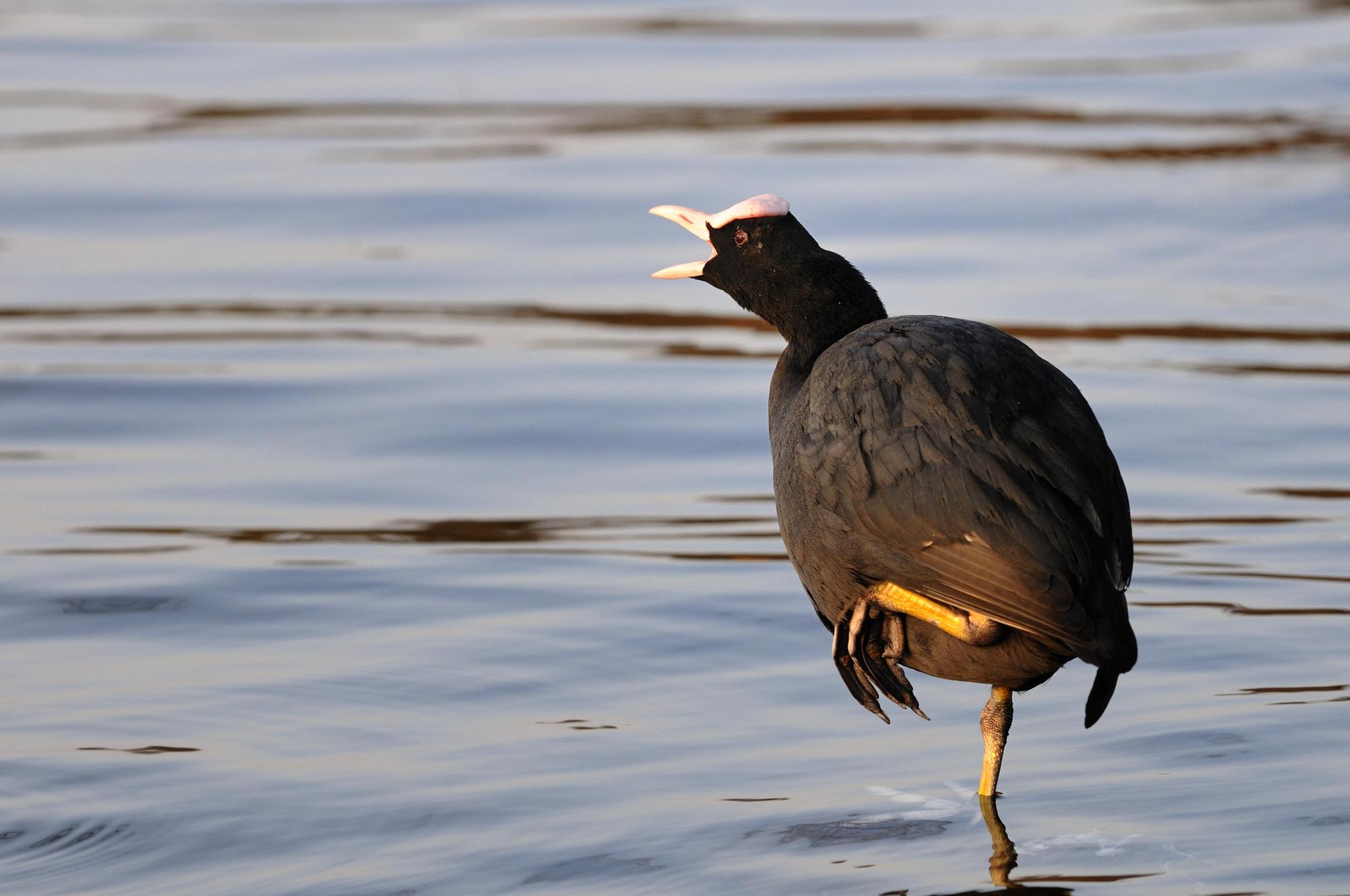 Photo of a coot standing on one leg with its beak open