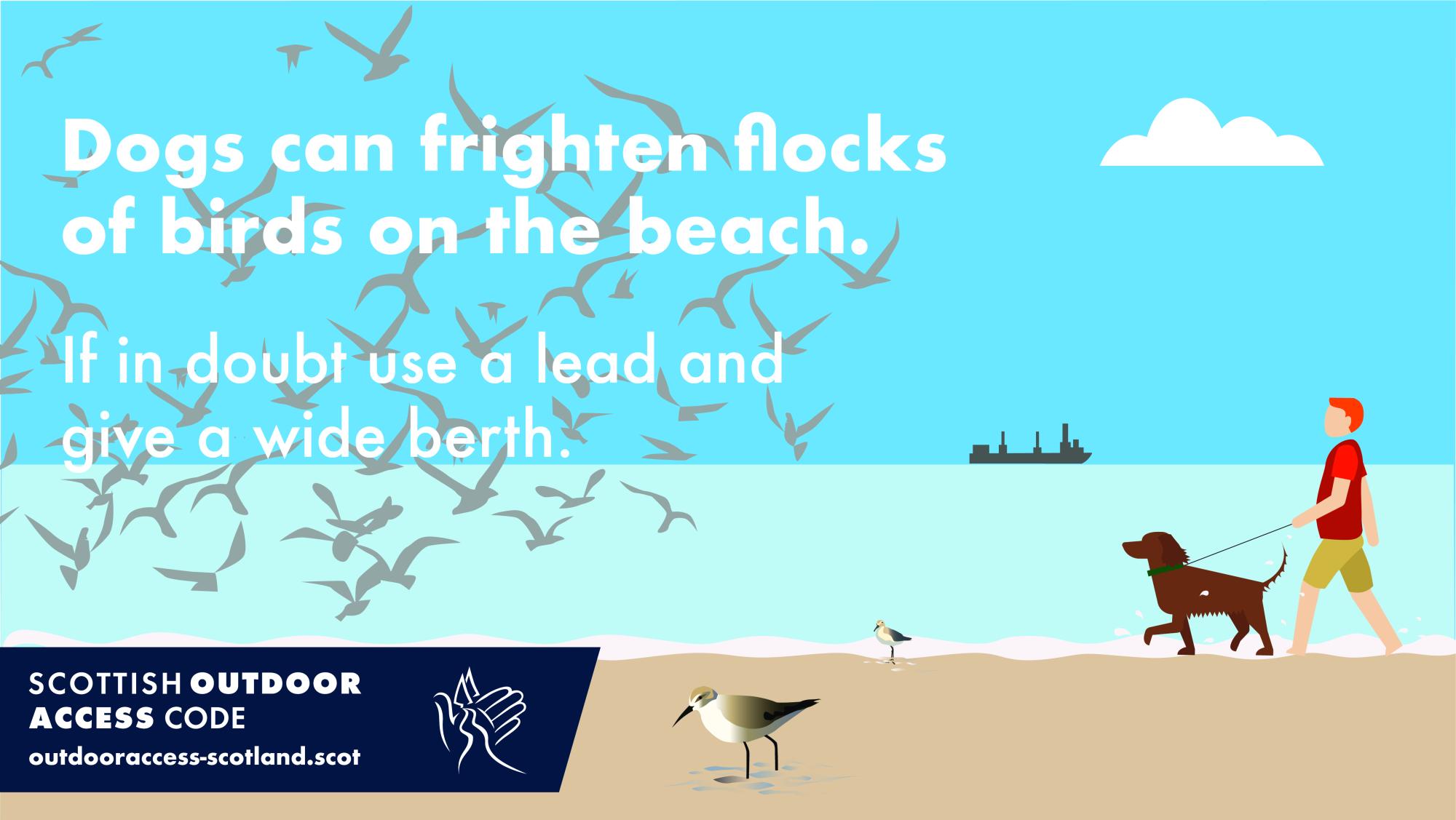 Dogs can frighten flocks of birds on the beach. If in doubt use a lead and give a wide berth. 