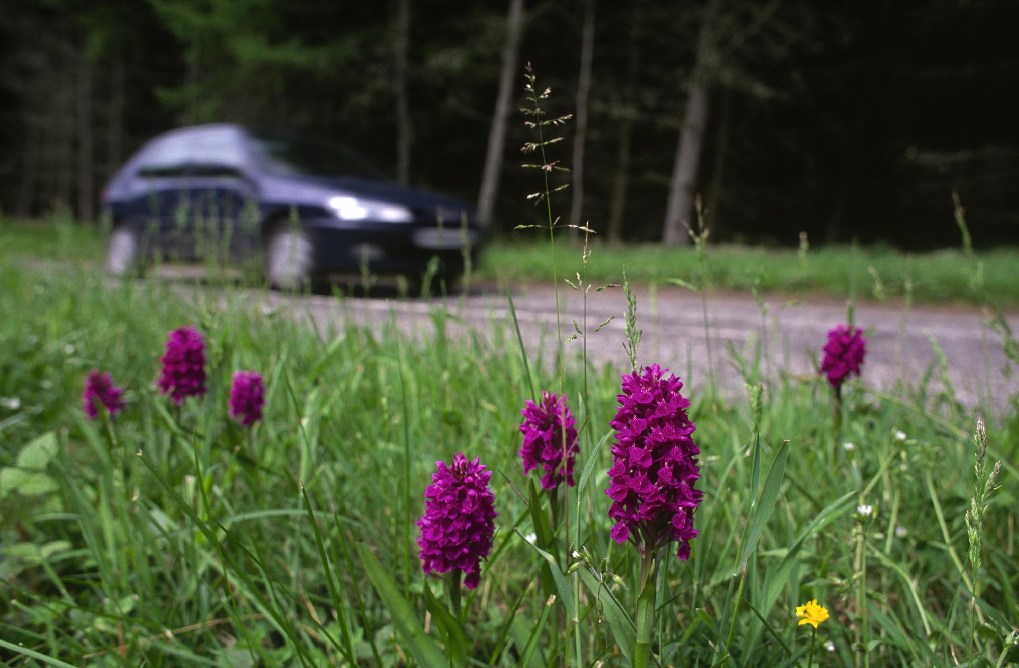 Northern Marsh Orchid growing on a roadside verge near Moneydie. ©Lorne Gill/NatureScot