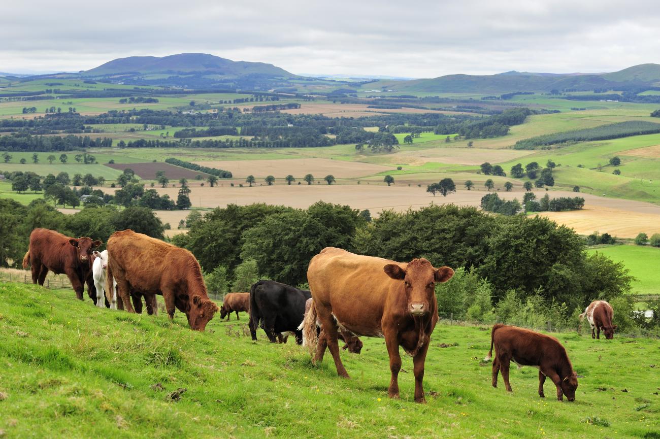 Farm animals | Scottish Outdoor Access Code