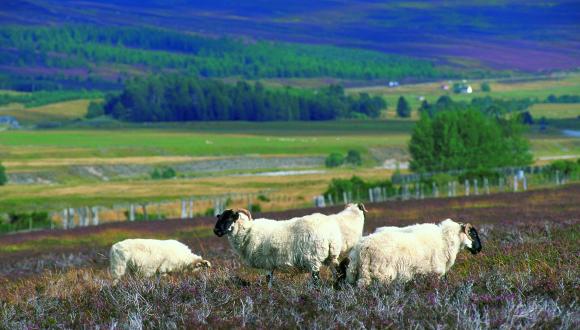 Blackface sheep grazing on Heather moorland in Glen Garry, Perthshire ©Lorne Gill/SNH. For information on reproduction rights contact the Scottish Natural Heritage Image Library on Tel. 01738 444177 or www.snh.gov.uk Thumbnail