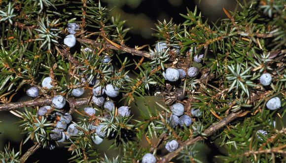 Juniper berries ©Lorne Gill/SNH. For information on reproduction rights contact the Scottish Natural Heritage Image Library on Tel. 01738 444177 or www.nature.scot