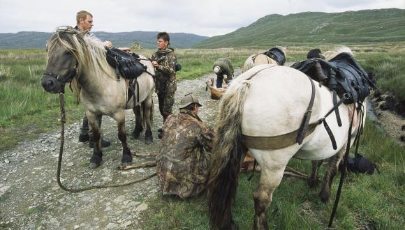 Ghillies unloading stags from ponies after stalk, central Rum, July. ©Laurie Campbell/SNH. For information on reproduction rights contact the Scottish Natural Heritage Image Library on Tel. 01738 444177 or www.nature.scot Thumbnail