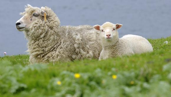 Ewe and lamb grazing on the Isle of Noss NNR, Shetland, Northern Isles Area. ©Lorne Gill/SNH. For information on reproduction rights contact the Scottish Natural Heritage Image Library on Tel. 01738 444177 or www.nature.scot Thumbnail