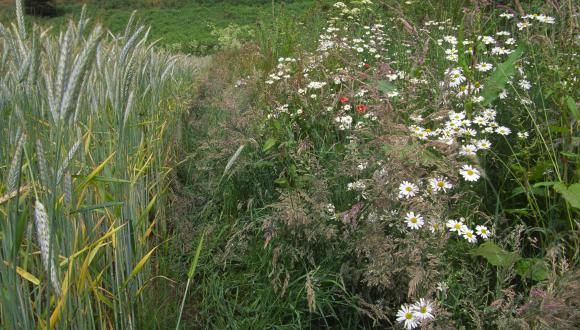 Arable weeds growing by the edge of a wheat field. ©Lorne Gill/SNH. For information on reproduction rights contact the Scottish Natural Heritage Image Library on Tel. 01738 444177 or www.nature.scot Thumbnail