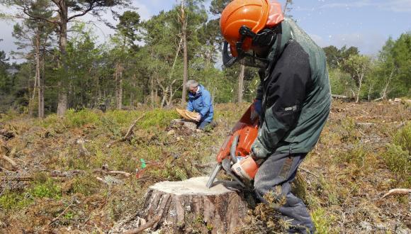 Preparing scots pine stumps for Pinewood Hoverfly larvae. Rothiemurchus estate, East Highland Area. ©Lorne Gill/SNH_For information on reproduction rights contact the Scottish Natural Heritage Image Library on Tel. 01738 444177 or www.nature.scot Thumbnail