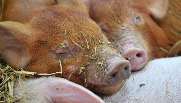 Young organic piglets at Whitmuir Organic farm near Peebles. Forth and Borders Area ©Lorne Gill/SNH. For information on reproduction rights contact the Scottish Natural Heritage Image Library on Tel. 01738 444177 or www.nature.scot Thumbnail