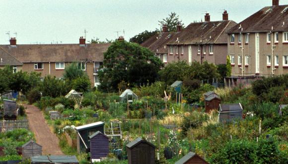 View of the allotments, Blackford, Edinburgh ©George Logan/SNH. For information on reproduction rights contact the Scottish Natural Heritage Image Library on tel. 01738 444177 or www.nature.scot Thumbnail